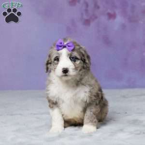 Willow, Mini Bernedoodle Puppy